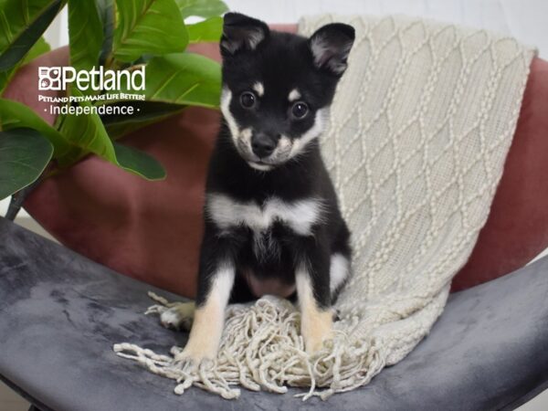 Pomsky-Dog-Female-Black & Tan-5248-Petland Lee's Summit, MO