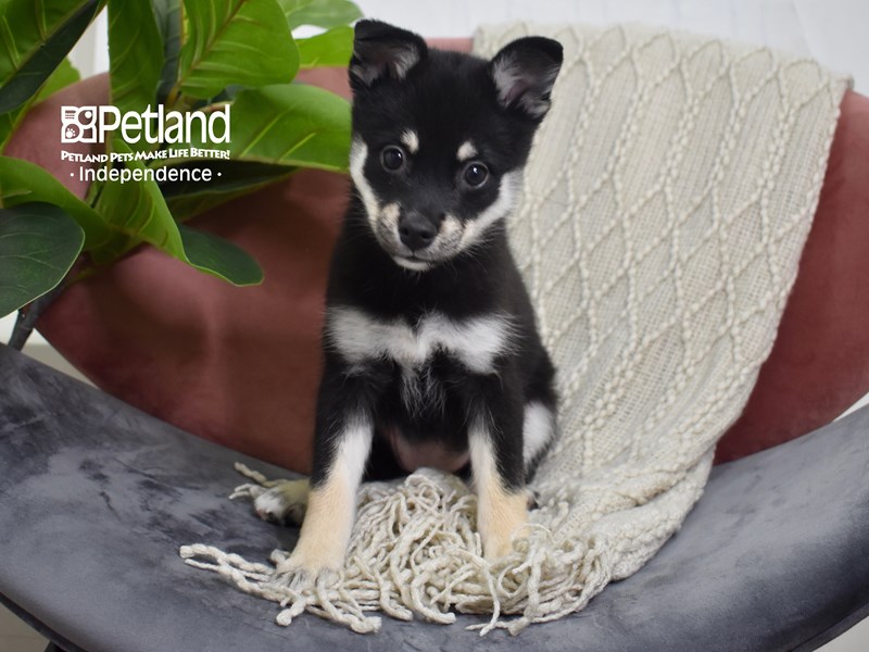 [#5248] Black & Tan Female Pomsky Puppies For Sale #2
