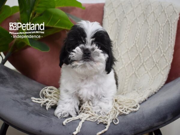 Shih Poo-Dog-Male-Black & White-5251-Petland Lee's Summit, MO