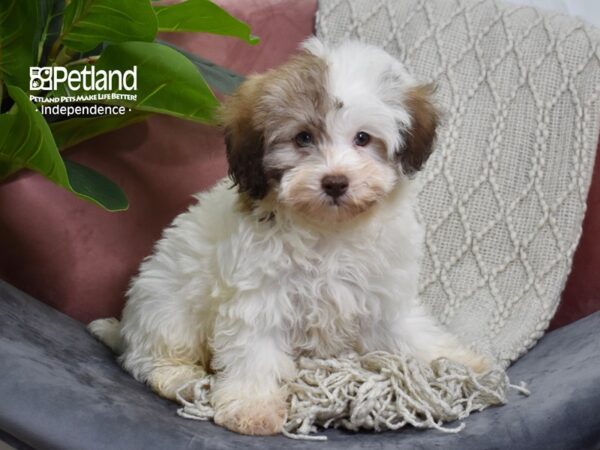 Havapoo-Dog-Male-Brown & White-5259-Petland Lee's Summit, MO