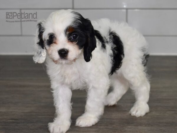 [#459] Black & White Female Cavapoo Puppies For Sale