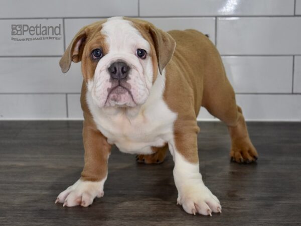 English Bulldog-Dog-Male-Blue Fawn & White-5302-Petland Lee's Summit, MO