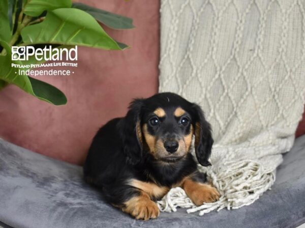 Dachshund-Dog-Male-Black & Tan, Long Haired-5272-Petland Lee's Summit, MO