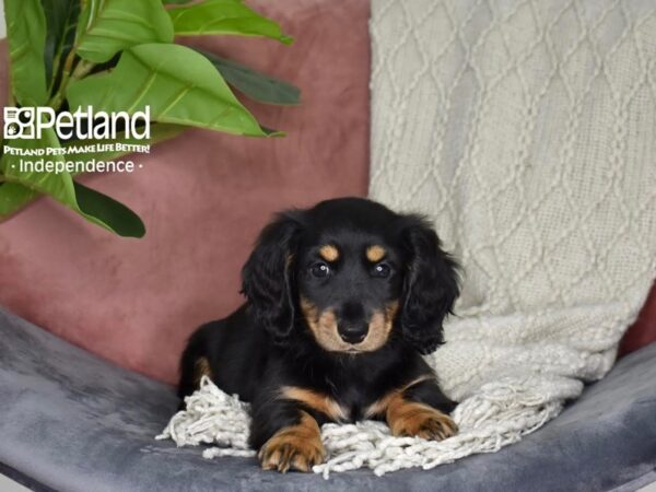 Dachshund-Dog-Female-Black & Tan, Long Haired-5273-Petland Lee's Summit, MO