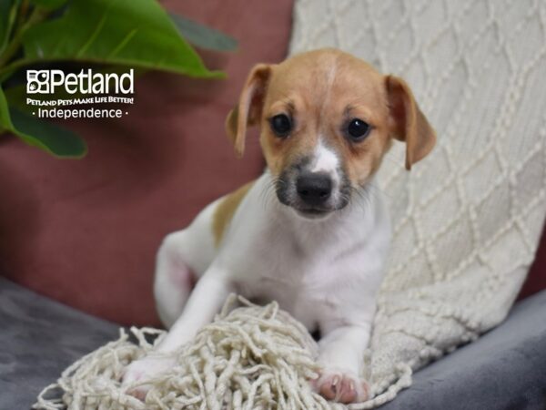 Jack Russell Terrier-Dog-Male-Tan & White-5277-Petland Lee's Summit, MO