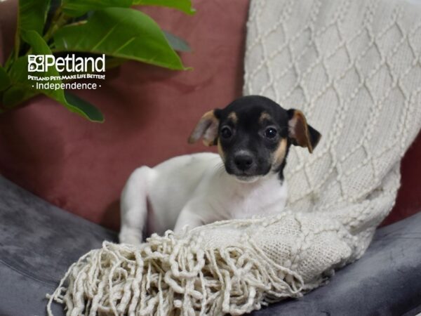 Jack Russell Terrier-Dog-Female-Black & White-5279-Petland Lee's Summit, MO