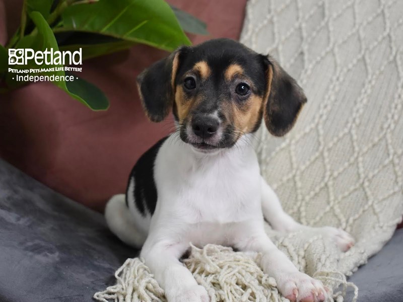 [#5278] Tan & White Male Jack Russell Terrier Puppies For Sale