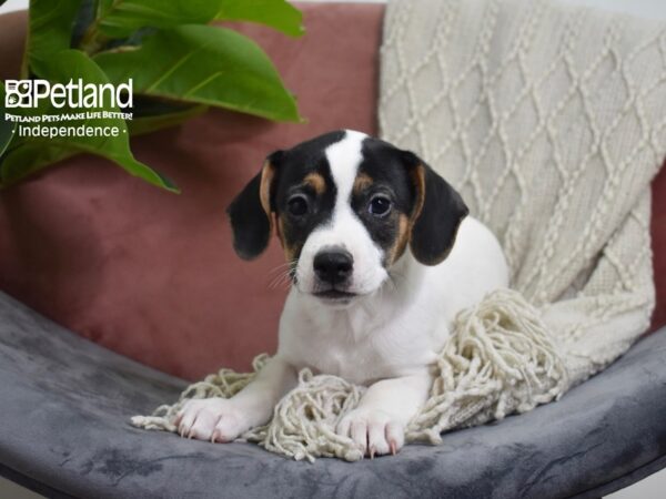 Jack Russell Terrier-Dog-Male-Black & White-5280-Petland Lee's Summit, Missouri