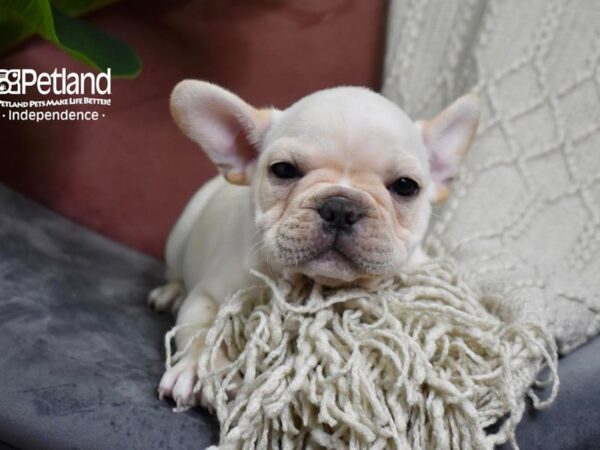 French Bulldog-Dog-Male-Cream-5281-Petland Lee's Summit, MO