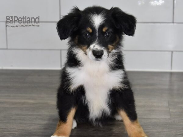 [#477] Black Tri Female Miniature Australian Shepherd Puppies For Sale