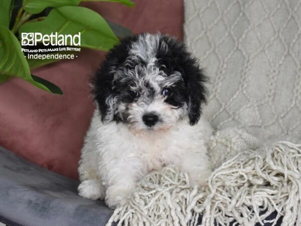 [#5287] Black & White Female Bichon-Poo Puppies For Sale