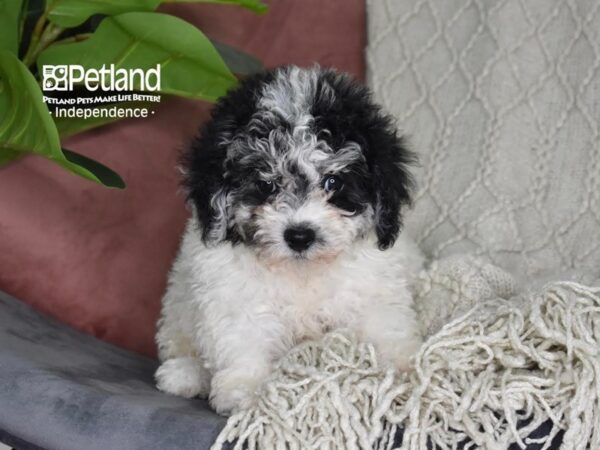 Bichon-Poo-Dog-Female-Black & White-5287-Petland Lee's Summit, MO