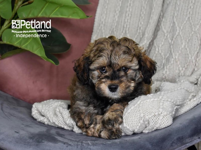 [#5309] Sable Male Shih Poo Puppies For Sale #2