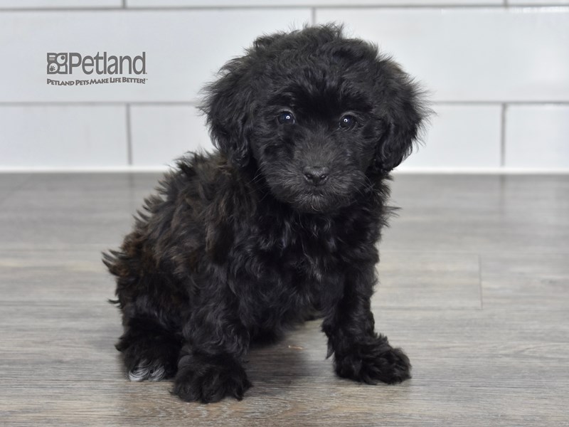 [#511] Black Male Havapoo Puppies For Sale