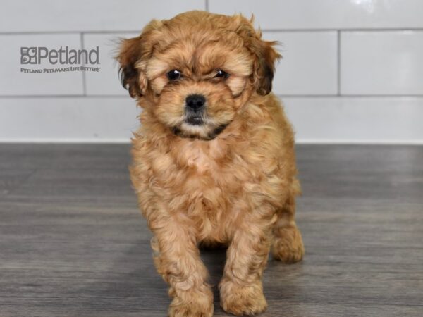 [#518] Red Male Shih Poo Puppies For Sale