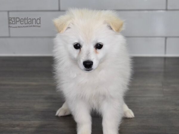[#510] White Female American Eskimo Puppies For Sale