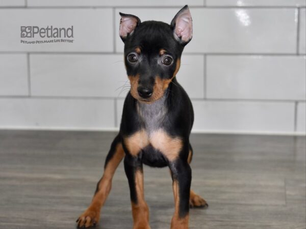 [#521] Black & Rust Male Miniature Pinscher Puppies For Sale