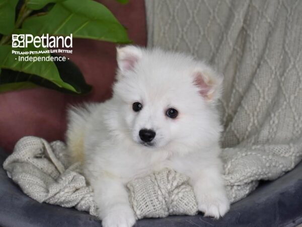 [#5321] White Male American Eskimo Puppies For Sale
