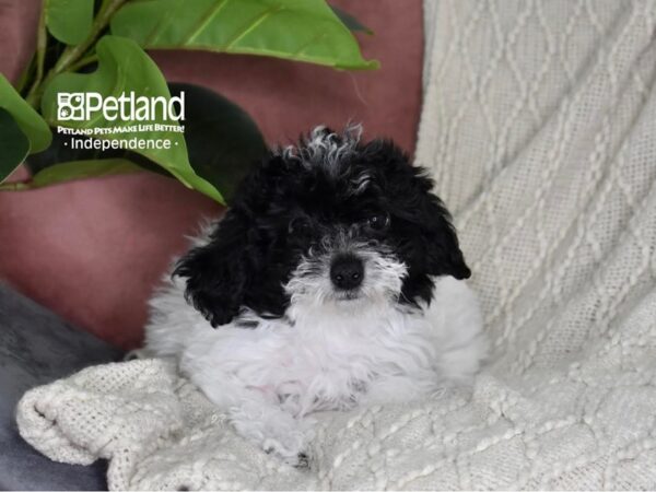 Bichon-Poo-Dog-Female-Black & White-5327-Petland Lee's Summit, MO