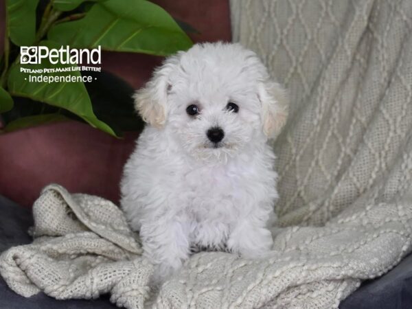 Bichon-Poo-Dog-Female-White-5329-Petland Lee's Summit, MO