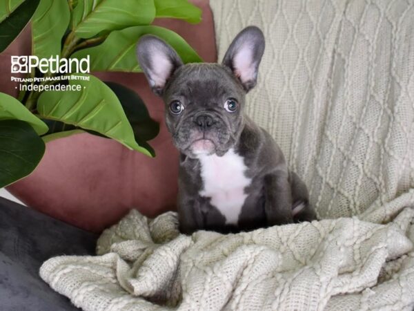 French Bulldog-Dog-Female-Blue-5325-Petland Lee's Summit, MO