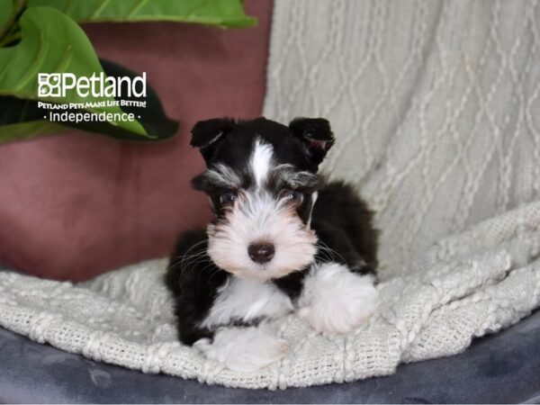 Miniature Schnauzer-Dog-Female-Chocolate & White-5323-Petland Lee's Summit, MO