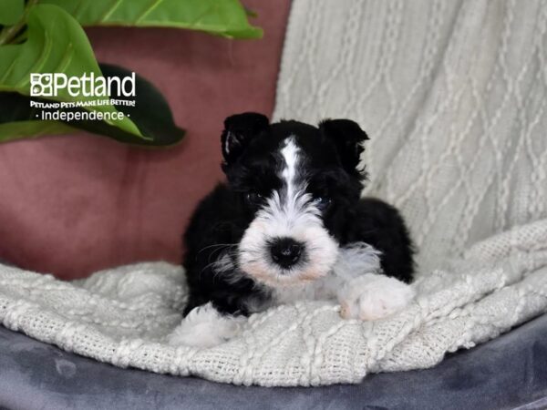 Miniature Schnauzer-Dog-Male-Black & White-5324-Petland Lee's Summit, MO