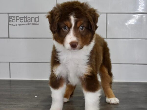 [#535] Red Tri Male Toy Australian Shepherd Puppies For Sale
