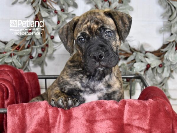Bullmastiff-Dog-Male-Brindle-5330-Petland Lee's Summit, MO
