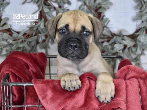 Bullmastiff-Dog-Female-Fawn-5331-Petland Lee's Summit, MO
