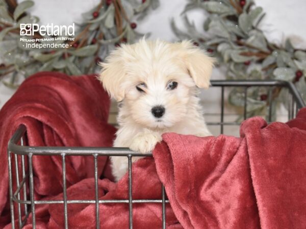 Maltipoo-Dog-Female-Cream-5333-Petland Lee's Summit, MO