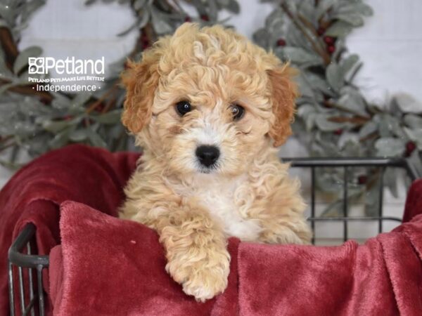 [#5337] Apricot Female Miniature Goldendoodle 2nd Gen Puppies For Sale