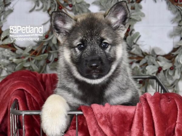Norwegian Elkhound-Dog-Male-Black & Silver-5334-Petland Lee's Summit, MO
