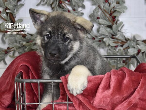 Norwegian Elkhound-Dog-Male-Black & Silver-5335-Petland Lee's Summit, MO