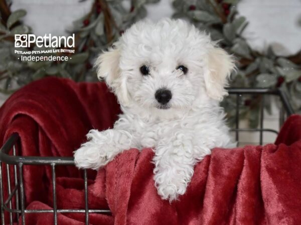 [#5346] White Female Bichon-Poo Puppies For Sale