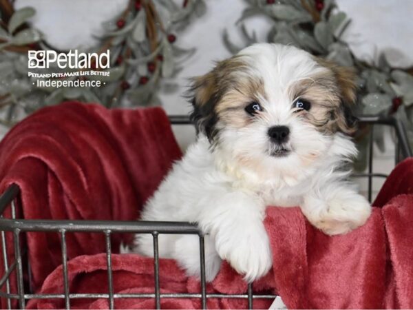 [#5338] Gold & White Female Zuchon Puppies For Sale