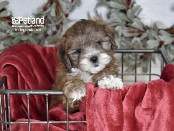 [#5345] Merle Female Shih Poo Puppies For Sale