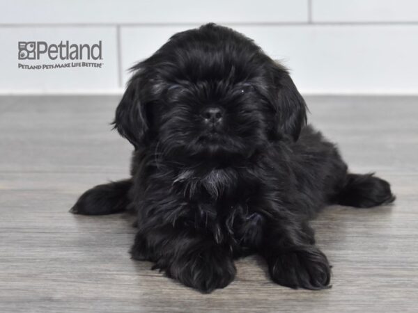 [#550] Black Brindle Female Shih Tzu Puppies For Sale