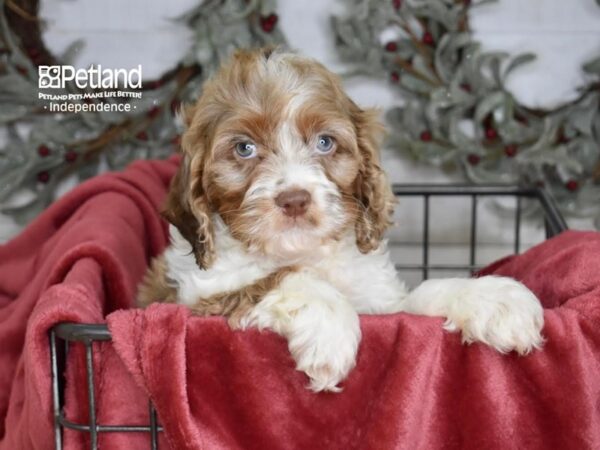 [#5351] Chocolate Merle Parti Male Cockapoo Puppies For Sale
