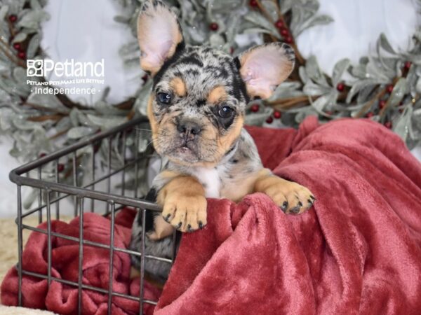 [#5360] Tri-Color Merle Male French Bulldog Puppies For Sale