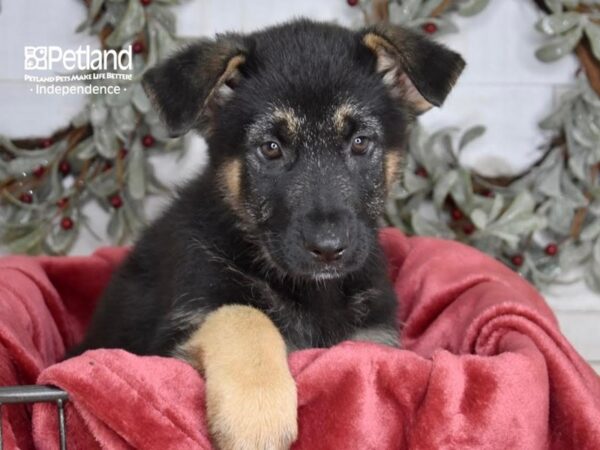 [#5357] Black & Tan Female German Shepherd Puppies For Sale