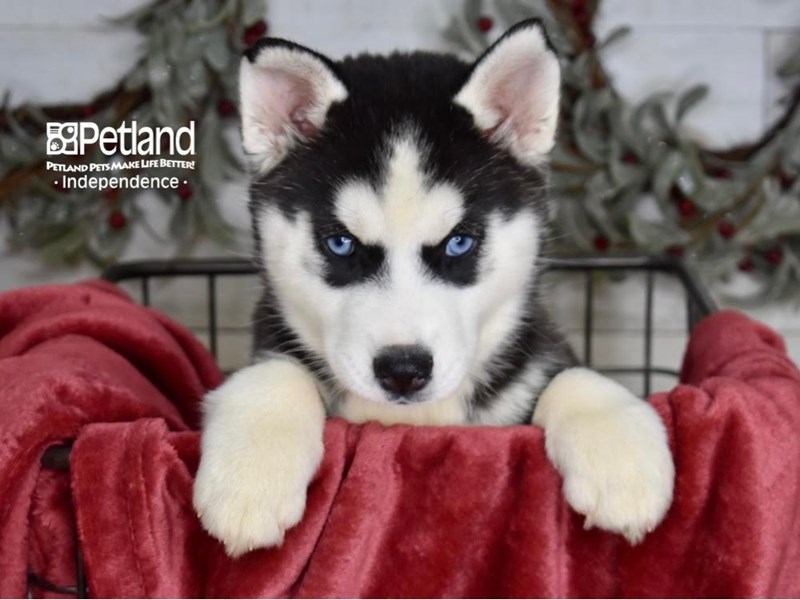 Siberian Husky-Dog-Female-Black & White-3892191-Petland Lee's Summit, Missouri