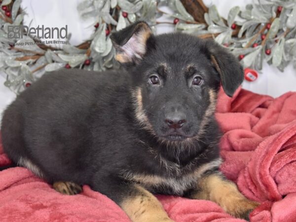 [#564] Sable Male German Shepherd Puppies For Sale
