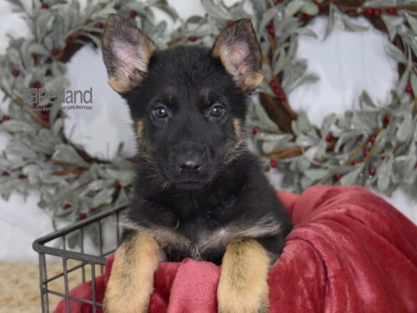 [#565] Black & Tan Female German Shepherd Puppies For Sale