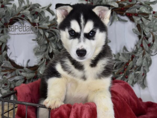 [#566] Black & White Male Siberian Husky Puppies For Sale
