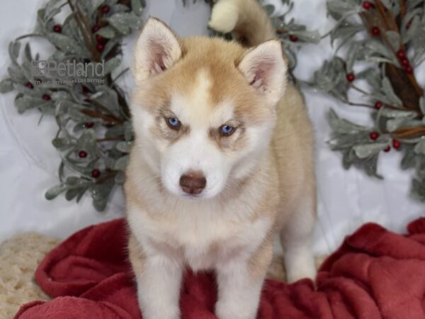 [#567] Red & White Female Siberian Husky Puppies For Sale