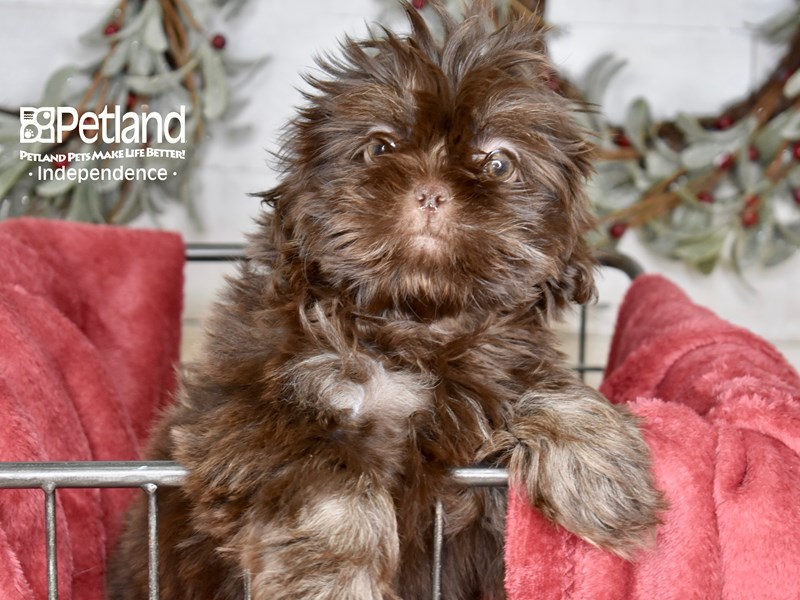 [#5364] Chocolate Male Shih Tzu Puppies For Sale
