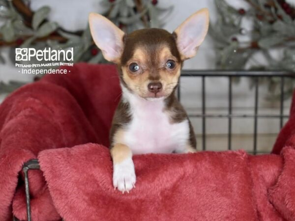 [#5373] Chocolate, Tan, & White Female Chihuahua Puppies For Sale
