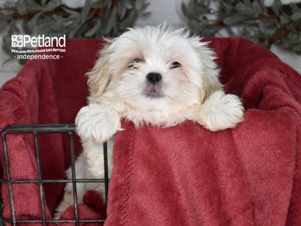 [#5372] White & Tan Female Pekeapoo Puppies For Sale