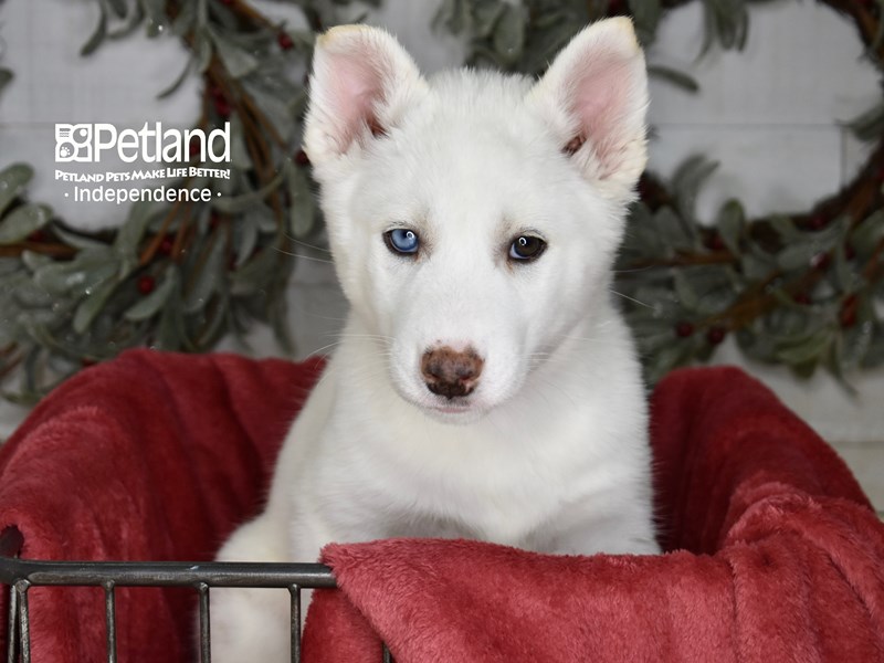 Siberian Husky-Dog-Female-White-3899429-Petland Lee's Summit, Missouri